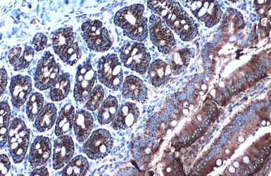 Anti-HSP60 antibody used in IHC (Paraffin sections) (IHC-P). GTX110089