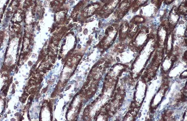 Anti-HSP60 antibody used in IHC (Paraffin sections) (IHC-P). GTX110089