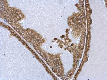 Anti-Tryptophanyl tRNA synthetase antibody used in IHC (Paraffin sections) (IHC-P). GTX110223
