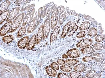 Anti-MCM3 antibody used in IHC (Paraffin sections) (IHC-P). GTX110241