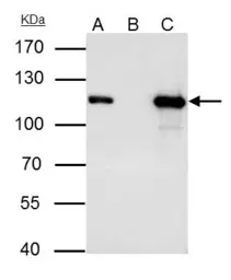 Anti-MCM3 antibody used in Immunoprecipitation (IP). GTX110241