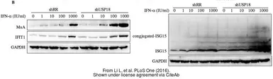 Anti-MX1 antibody [N2C2], Internal used in Western Blot (WB). GTX110256