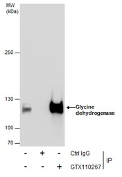 Anti-Glycine dehydrogenase antibody [N3C2-2], Internal used in Immunoprecipitation (IP). GTX110267