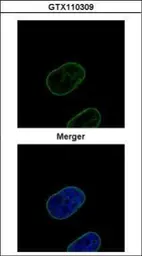 Anti-Lamin B2 antibody used in Immunocytochemistry/ Immunofluorescence (ICC/IF). GTX110309