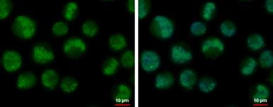 Anti-TCF3 / E2A antibody used in Immunocytochemistry/ Immunofluorescence (ICC/IF). GTX110458