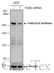 Anti-Fatty Acid Synthase antibody [N1N2], N-term used in Western Blot (WB). GTX110470