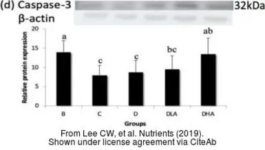 Anti-Caspase 3 antibody used in Western Blot (WB). GTX110543