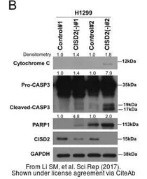 Anti-Caspase 3 antibody used in Western Blot (WB). GTX110543