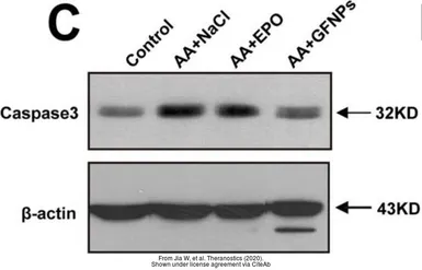 Anti-Caspase 3 antibody used in Western Blot (WB). GTX110543