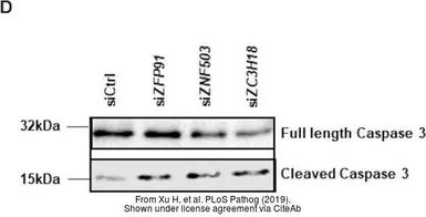 Anti-Caspase 3 antibody used in Western Blot (WB). GTX110543
