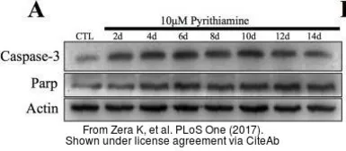 Anti-Caspase 3 antibody used in Western Blot (WB). GTX110543