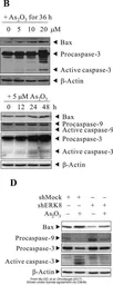 Anti-Caspase 3 antibody used in Western Blot (WB). GTX110543