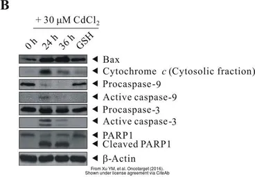 Anti-Caspase 3 antibody used in Western Blot (WB). GTX110543