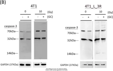 Anti-Caspase 3 antibody used in Western Blot (WB). GTX110543