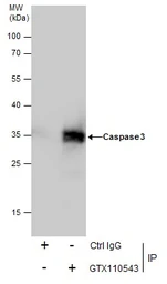 Anti-Caspase 3 antibody used in Immunoprecipitation (IP). GTX110543