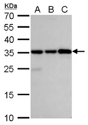 Anti-Caspase 3 antibody used in Western Blot (WB). GTX110543