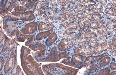 Anti-Caspase 3 antibody used in IHC (Paraffin sections) (IHC-P). GTX110543