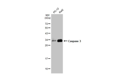Anti-Caspase 3 antibody used in Western Blot (WB). GTX110543