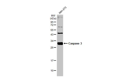 Anti-Caspase 3 antibody used in Western Blot (WB). GTX110543
