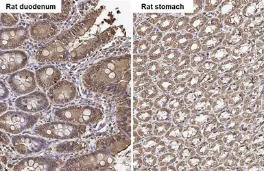 Anti-Caspase 3 antibody used in IHC (Paraffin sections) (IHC-P). GTX110543