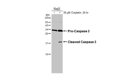 Anti-Caspase 3 antibody used in Western Blot (WB). GTX110543