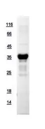 Human APE1 protein, His tag. GTX110558-pro