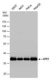 Anti-APE1 antibody used in Western Blot (WB). GTX110558