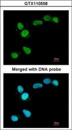 Anti-APE1 antibody used in Immunocytochemistry/ Immunofluorescence (ICC/IF). GTX110558