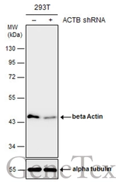 Anti-beta Actin antibody used in Western Blot (WB). GTX110564