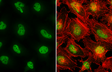Anti-SP1 antibody used in Immunocytochemistry/ Immunofluorescence (ICC/IF). GTX110593