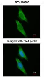 Anti-ARA9 antibody [N1C3] used in Immunocytochemistry/ Immunofluorescence (ICC/IF). GTX110665