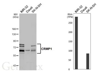 Anti-CRMP1 antibody used in Western Blot (WB). GTX110688