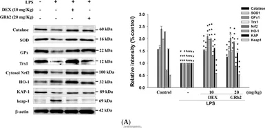 Anti-Catalase antibody used in Western Blot (WB). GTX110704