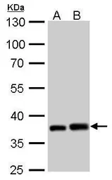 Anti-PEX19 antibody used in Western Blot (WB). GTX110721