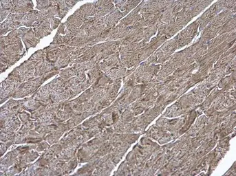 Anti-ATP6V1H antibody [N3C3] used in IHC (Paraffin sections) (IHC-P). GTX110778