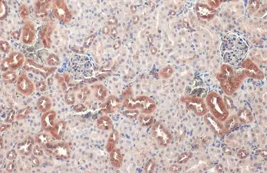 Anti-ATP6V1H antibody [N3C3] used in IHC (Paraffin sections) (IHC-P). GTX110778