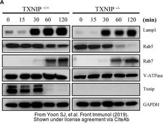 Anti-ATP6V1A antibody used in Western Blot (WB). GTX110815