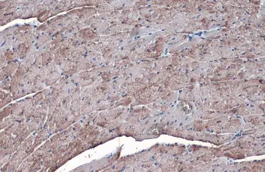 Anti-SLC25A6 antibody used in IHC (Paraffin sections) (IHC-P). GTX110983