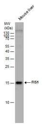 Anti-FIS1 antibody used in Western Blot (WB). GTX111010
