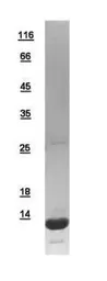 Human BRCC2 protein, His tag. GTX111022-pro