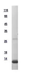 Human GNG12 protein, His tag. GTX111023-pro