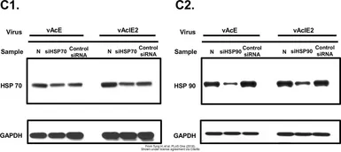 Anti-Hsp70 antibody used in Western Blot (WB). GTX111088