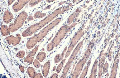 Anti-Hsp70 antibody used in IHC (Paraffin sections) (IHC-P). GTX111088