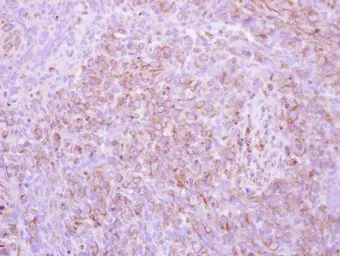 Anti-pro-EGF antibody [N3C1], Internal used in IHC (Paraffin sections) (IHC-P). GTX111099