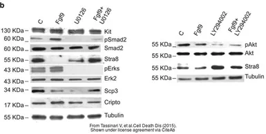 Anti-SMAD2 antibody used in Western Blot (WB). GTX111131