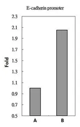 Anti-SMAD2 antibody used in ChIP assay (ChIP assay). GTX111131