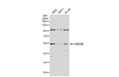 Anti-CDC20 antibody used in Western Blot (WB). GTX111137