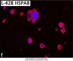 Anti-HSC70 antibody [C1C3] used in Immunocytochemistry/ Immunofluorescence (ICC/IF). GTX111150
