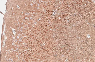 Anti-GSK3 beta antibody [C1C3] used in IHC (Paraffin sections) (IHC-P). GTX111192