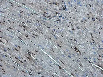 Anti-FZR1 antibody used in IHC (Paraffin sections) (IHC-P). GTX111200